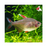 White Fin Ornate Tetra ML 3-4