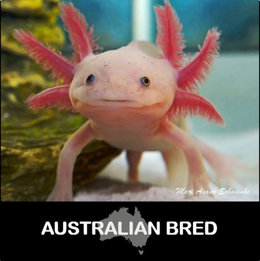 Axolotl - White (Local) L-15