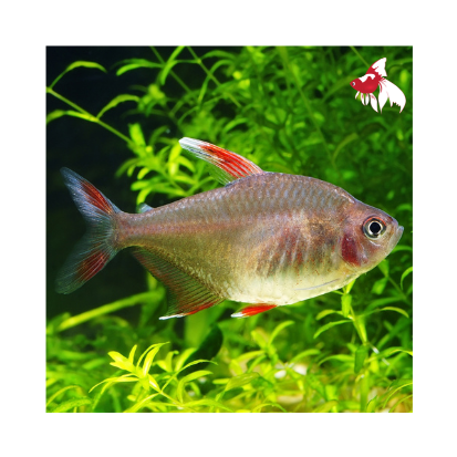 White Fin Ornate Tetra L-4