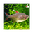 White Fin Ornate Tetra ML-3.5