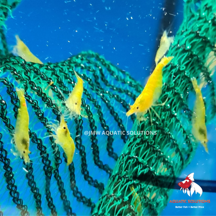Cherry Shrimp - Yellow (Local) M-1 (Limited Numbers!)