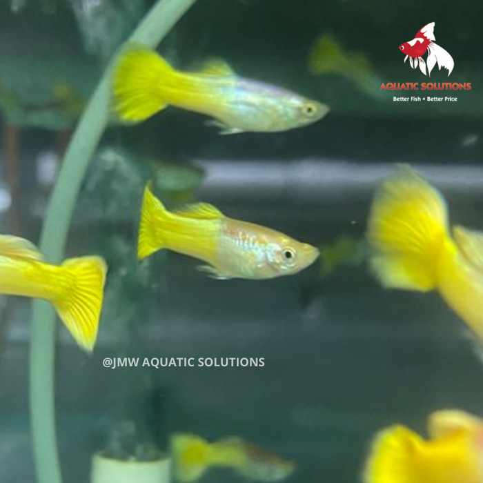 Yellow Guppy - Male M-4