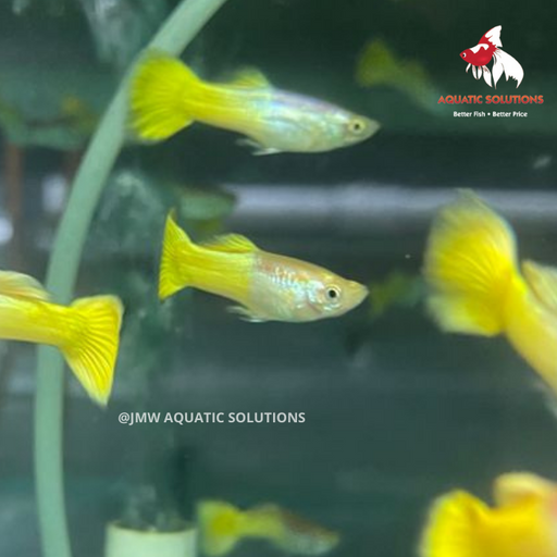 Yellow Guppy - Female M-4