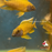 Yellow Peacock M+6 (1 ONLY!)