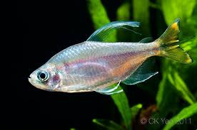 Congo Tetra - Yellow Tail S 3-4
