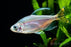 Congo Tetra - Yellow Tail S 3-4
