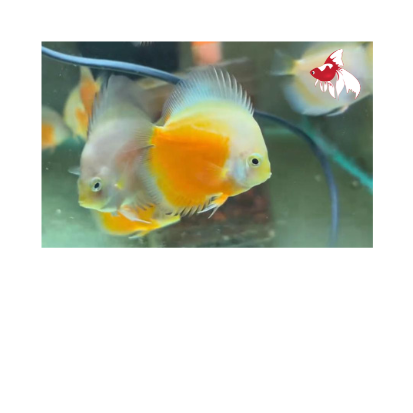 Discus - Yellow (Local) M-6 (Cute!)