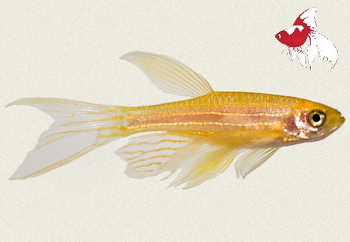 Zebra Danio - Gold - Longfin (Local) Bulk 100+ L 4-5 (Show!)