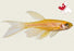 Zebra Danio - Gold - Longfin (Local) M-3