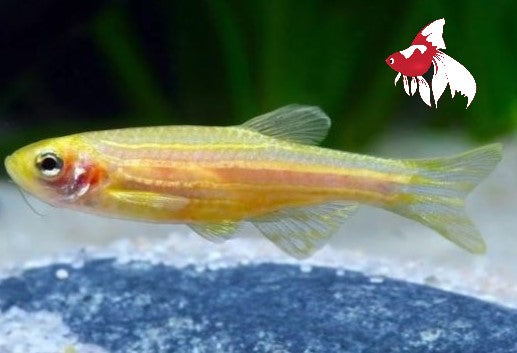 Zebra Danio - Gold (Local) Bulk 100+ M-3