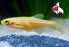 Zebra Danio - Gold (Local) M-3 (Limited Numbers!)