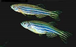 Zebra Danio (Local) Bulk 100+ L-3.5