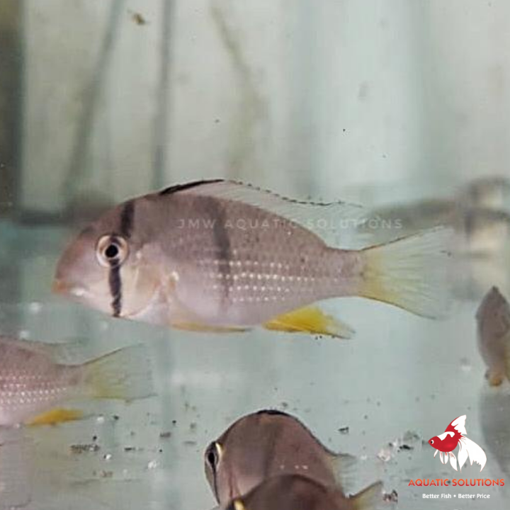 Geo. guianacara dacrya (Bandit Cichlid) (Local) XXL-10 (Show!)