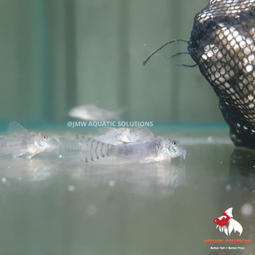 Corydoras - elisae L-5 (Show!) (Limited Numbers!)